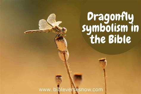 meaning of dragonfly in the bible|bible verse about dragonflies.